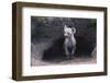 Spotted Hyenas Looking out from Den-DLILLC-Framed Photographic Print