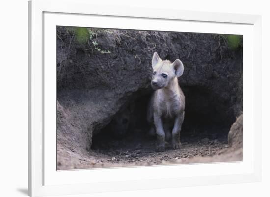 Spotted Hyenas Looking out from Den-DLILLC-Framed Photographic Print