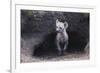 Spotted Hyenas Looking out from Den-DLILLC-Framed Photographic Print