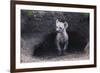 Spotted Hyenas Looking out from Den-DLILLC-Framed Photographic Print