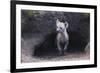 Spotted Hyenas Looking out from Den-DLILLC-Framed Photographic Print