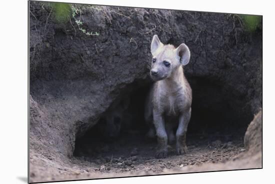 Spotted Hyenas Looking out from Den-DLILLC-Mounted Photographic Print