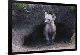 Spotted Hyenas Looking out from Den-DLILLC-Framed Photographic Print