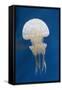 Spotted Jellly-Hal Beral-Framed Stretched Canvas