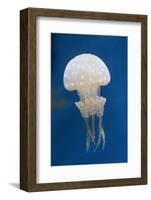 Spotted Jellly-Hal Beral-Framed Photographic Print