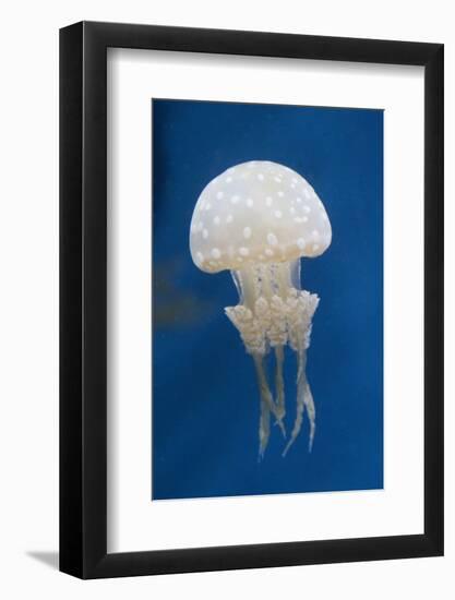 Spotted Jellly-Hal Beral-Framed Photographic Print