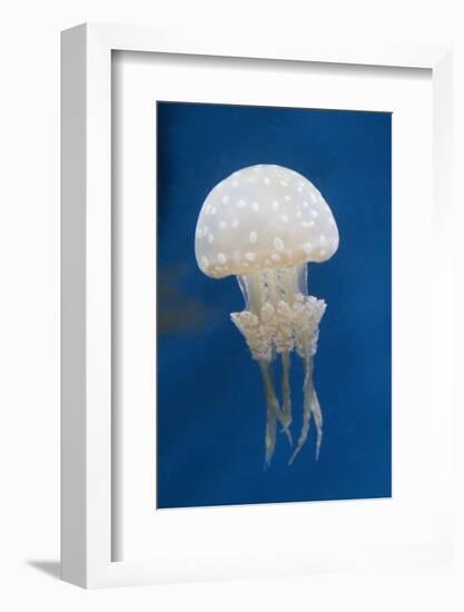 Spotted Jellly-Hal Beral-Framed Photographic Print