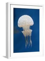 Spotted Jellly-Hal Beral-Framed Photographic Print