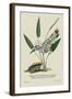 Spotted Kingfisher and a Singular Frog on the Coast of Malabar-J. Forbes-Framed Art Print