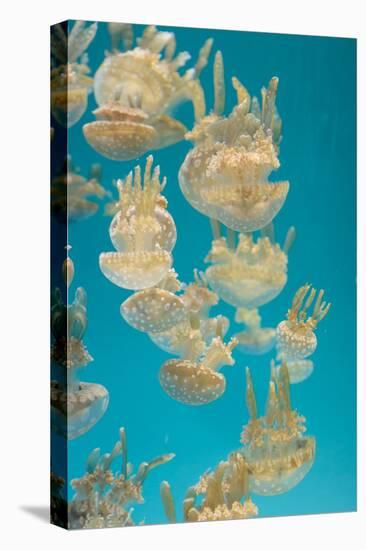 Spotted Lagoon Jelly, Golden Medusa, Mastigias Papua-steffstarr-Stretched Canvas