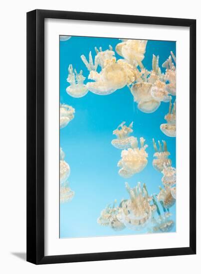 Spotted Lagoon Jelly, Golden Medusa, Mastigias Papua-steffstarr-Framed Photographic Print