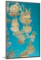 Spotted Lagoon Jelly, Golden Medusa, Mastigias Papua-steffstarr-Mounted Photographic Print
