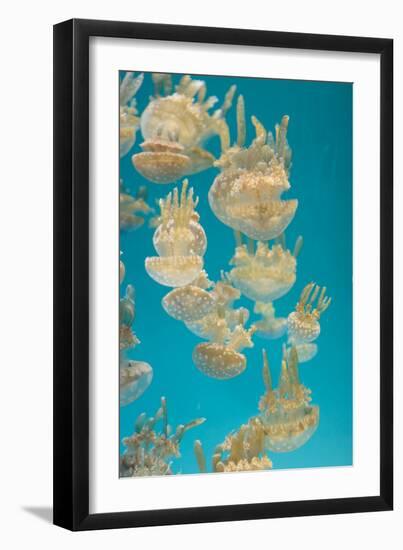 Spotted Lagoon Jelly, Golden Medusa, Mastigias Papua-steffstarr-Framed Photographic Print