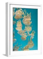 Spotted Lagoon Jelly, Golden Medusa, Mastigias Papua-steffstarr-Framed Photographic Print