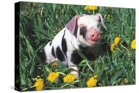 Spotted Mixed-Breed Piglet Sits in Grass and Dandelions, Freeport, Illinois, USA-Lynn M^ Stone-Stretched Canvas