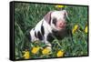 Spotted Mixed-Breed Piglet Sits in Grass and Dandelions, Freeport, Illinois, USA-Lynn M^ Stone-Framed Stretched Canvas