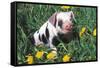 Spotted Mixed-Breed Piglet Sits in Grass and Dandelions, Freeport, Illinois, USA-Lynn M^ Stone-Framed Stretched Canvas