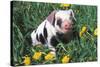 Spotted Mixed-Breed Piglet Sits in Grass and Dandelions, Freeport, Illinois, USA-Lynn M^ Stone-Stretched Canvas