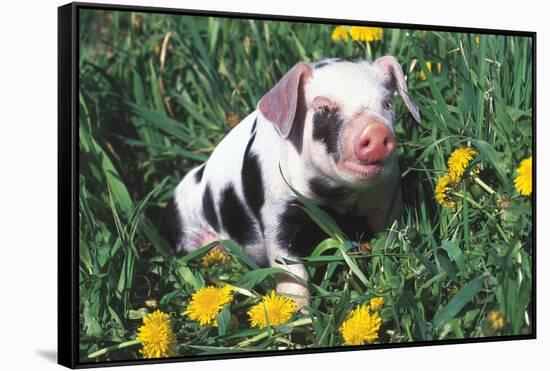 Spotted Mixed-Breed Piglet Sits in Grass and Dandelions, Freeport, Illinois, USA-Lynn M^ Stone-Framed Stretched Canvas