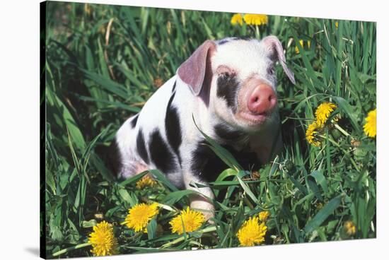 Spotted Mixed-Breed Piglet Sits in Grass and Dandelions, Freeport, Illinois, USA-Lynn M^ Stone-Stretched Canvas