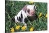 Spotted Mixed-Breed Piglet Sits in Grass and Dandelions, Freeport, Illinois, USA-Lynn M^ Stone-Stretched Canvas