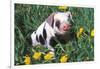 Spotted Mixed-Breed Piglet Sits in Grass and Dandelions, Freeport, Illinois, USA-Lynn M^ Stone-Framed Photographic Print