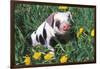 Spotted Mixed-Breed Piglet Sits in Grass and Dandelions, Freeport, Illinois, USA-Lynn M^ Stone-Framed Photographic Print