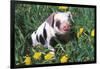 Spotted Mixed-Breed Piglet Sits in Grass and Dandelions, Freeport, Illinois, USA-Lynn M^ Stone-Framed Photographic Print