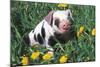 Spotted Mixed-Breed Piglet Sits in Grass and Dandelions, Freeport, Illinois, USA-Lynn M^ Stone-Mounted Photographic Print