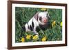 Spotted Mixed-Breed Piglet Sits in Grass and Dandelions, Freeport, Illinois, USA-Lynn M^ Stone-Framed Photographic Print