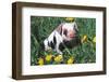 Spotted Mixed-Breed Piglet Sits in Grass and Dandelions, Freeport, Illinois, USA-Lynn M^ Stone-Framed Photographic Print