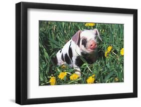 Spotted Mixed-Breed Piglet Sits in Grass and Dandelions, Freeport, Illinois, USA-Lynn M^ Stone-Framed Photographic Print