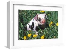 Spotted Mixed-Breed Piglet Sits in Grass and Dandelions, Freeport, Illinois, USA-Lynn M^ Stone-Framed Photographic Print