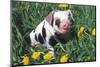 Spotted Mixed-Breed Piglet Sits in Grass and Dandelions, Freeport, Illinois, USA-Lynn M^ Stone-Mounted Photographic Print