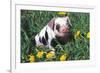 Spotted Mixed-Breed Piglet Sits in Grass and Dandelions, Freeport, Illinois, USA-Lynn M^ Stone-Framed Photographic Print