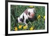 Spotted Mixed-Breed Piglet Sits in Grass and Dandelions, Freeport, Illinois, USA-Lynn M^ Stone-Framed Photographic Print