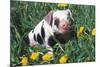 Spotted Mixed-Breed Piglet Sits in Grass and Dandelions, Freeport, Illinois, USA-Lynn M^ Stone-Mounted Photographic Print