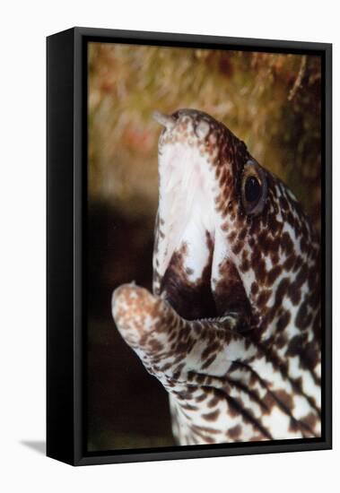 Spotted Moray Eel (Gymnothorax Moringa), Dominica, West Indies, Caribbean, Central America-Lisa Collins-Framed Stretched Canvas