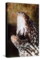 Spotted Moray Eel (Gymnothorax Moringa), Dominica, West Indies, Caribbean, Central America-Lisa Collins-Stretched Canvas