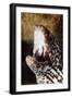 Spotted Moray Eel (Gymnothorax Moringa), Dominica, West Indies, Caribbean, Central America-Lisa Collins-Framed Photographic Print