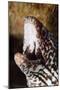 Spotted Moray Eel (Gymnothorax Moringa), Dominica, West Indies, Caribbean, Central America-Lisa Collins-Mounted Photographic Print