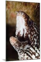 Spotted Moray Eel (Gymnothorax Moringa), Dominica, West Indies, Caribbean, Central America-Lisa Collins-Mounted Photographic Print