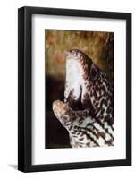 Spotted Moray Eel (Gymnothorax Moringa), Dominica, West Indies, Caribbean, Central America-Lisa Collins-Framed Photographic Print