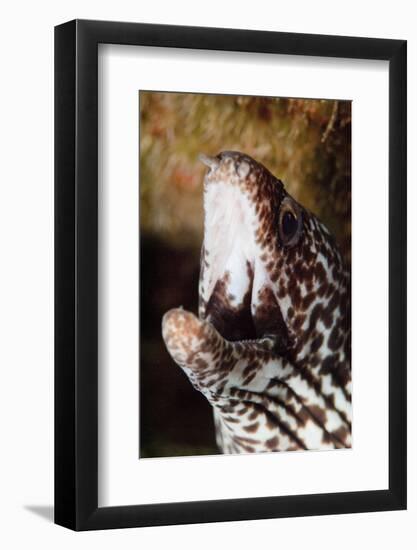 Spotted Moray Eel (Gymnothorax Moringa), Dominica, West Indies, Caribbean, Central America-Lisa Collins-Framed Photographic Print