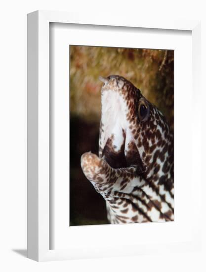 Spotted Moray Eel (Gymnothorax Moringa), Dominica, West Indies, Caribbean, Central America-Lisa Collins-Framed Photographic Print