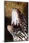 Spotted Moray Eel (Gymnothorax Moringa), Dominica, West Indies, Caribbean, Central America-Lisa Collins-Mounted Photographic Print