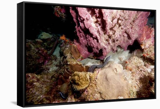 Spotted Moray Eel (Gymnothorax Moringa) Swimming, Dominica, West Indies, Caribbean, Central America-Lisa Collins-Framed Stretched Canvas