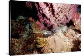 Spotted Moray Eel (Gymnothorax Moringa) Swimming, Dominica, West Indies, Caribbean, Central America-Lisa Collins-Stretched Canvas