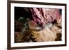 Spotted Moray Eel (Gymnothorax Moringa) Swimming, Dominica, West Indies, Caribbean, Central America-Lisa Collins-Framed Photographic Print