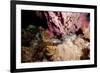 Spotted Moray Eel (Gymnothorax Moringa) Swimming, Dominica, West Indies, Caribbean, Central America-Lisa Collins-Framed Photographic Print